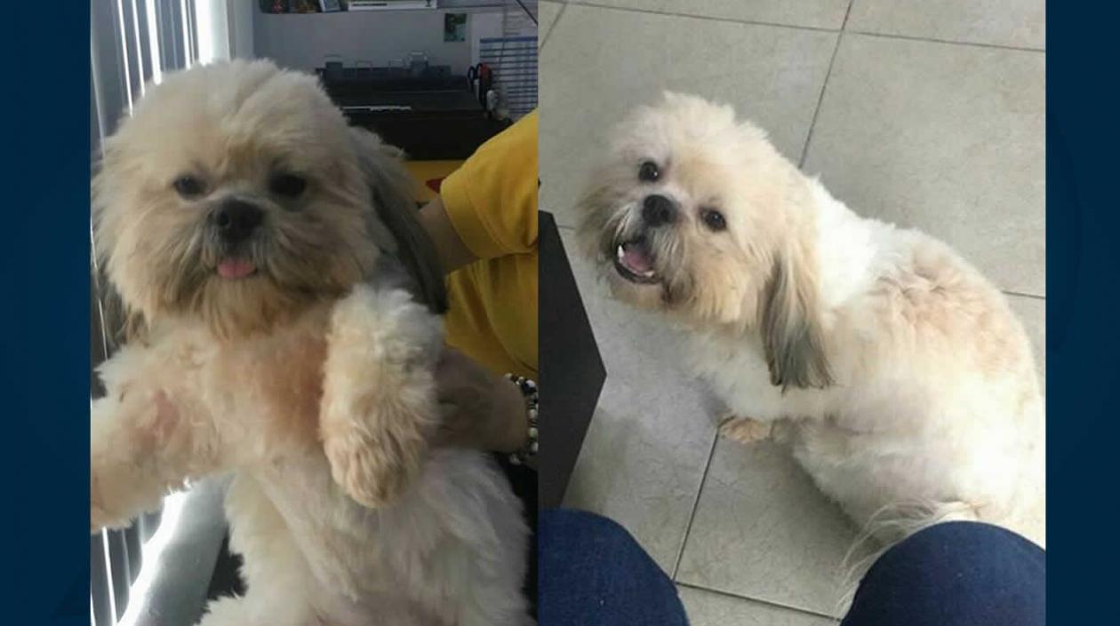 Perrito perdido 'Hachi'.