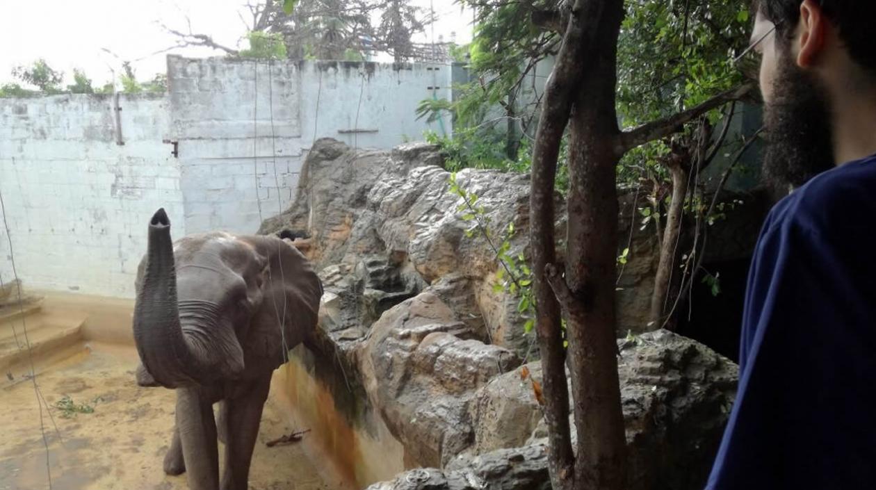 El veterinario Henrique Riva, observa a Tantor en el zoológico de Barranquilla.