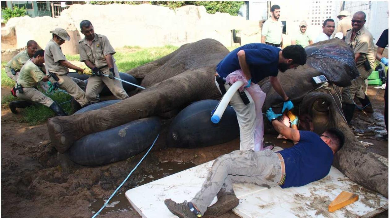 Momentos en que está los veterinarios operando a Tantor.