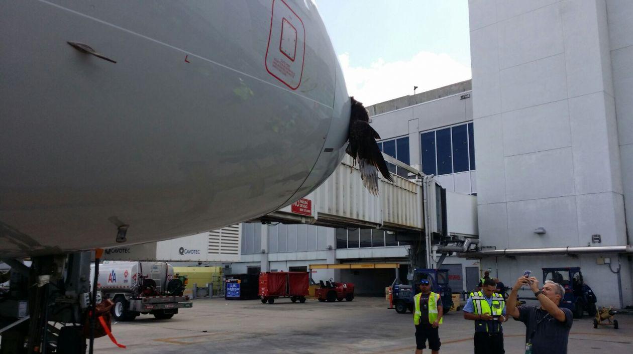 Así quedó el ave incrustada en el avión.