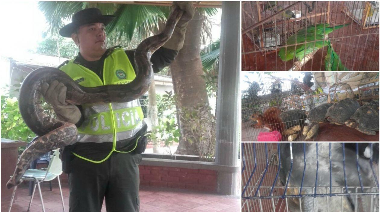 La Policía Ambiental hace un llamado a la comunidad en general para evitar comercializar estas especies.