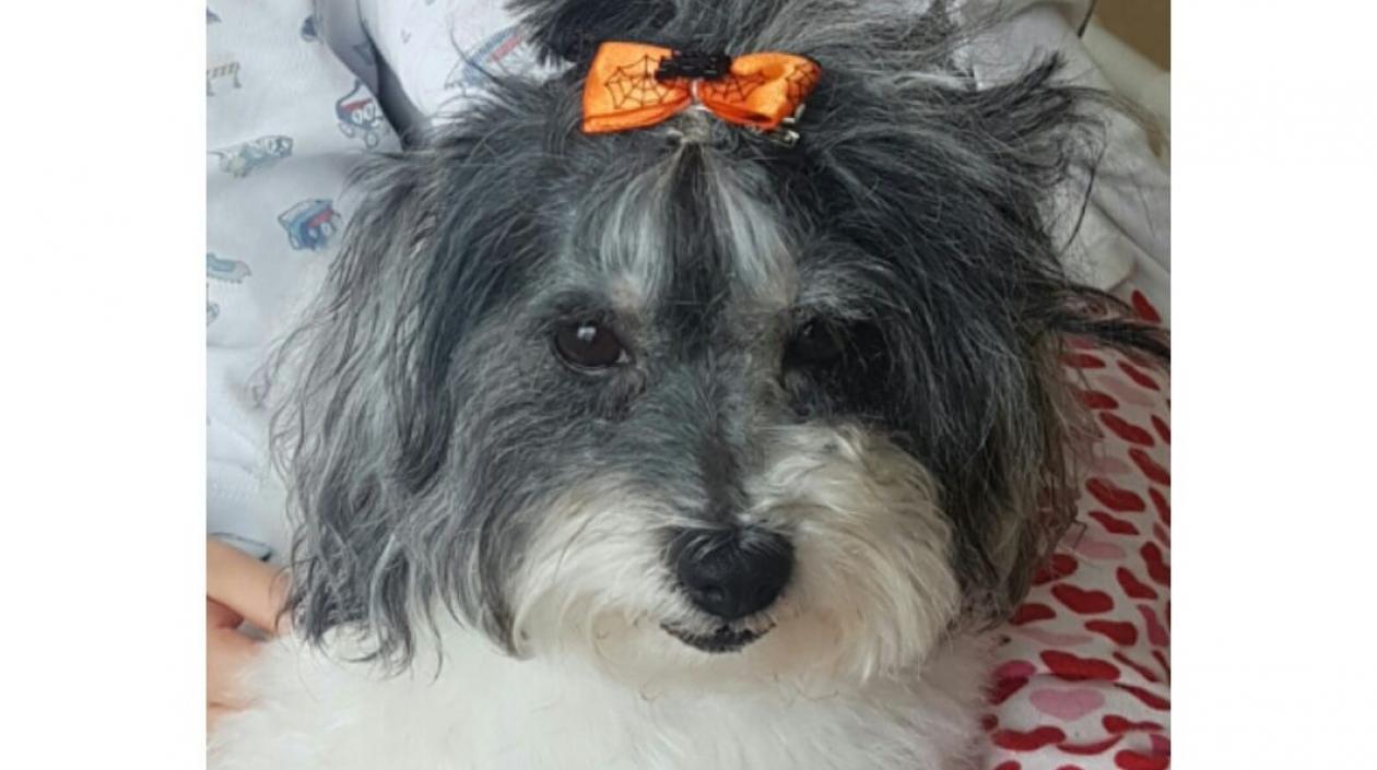 'Tasha' perrita perdida.