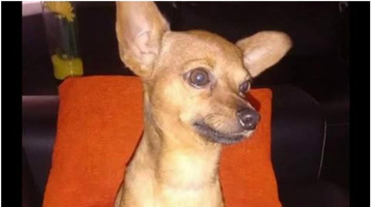 Perrito perdido en el barrio Las Nieves.