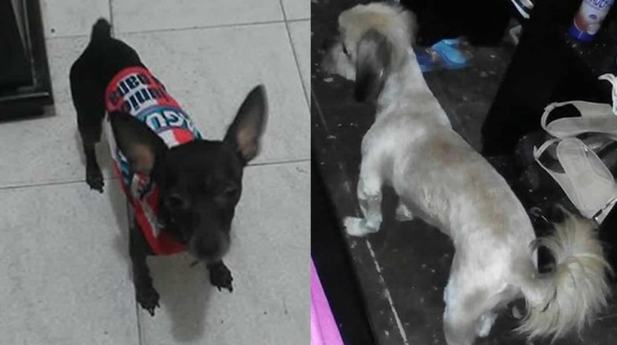 'Toby' y 'Bianchi' mascotas perdidas.