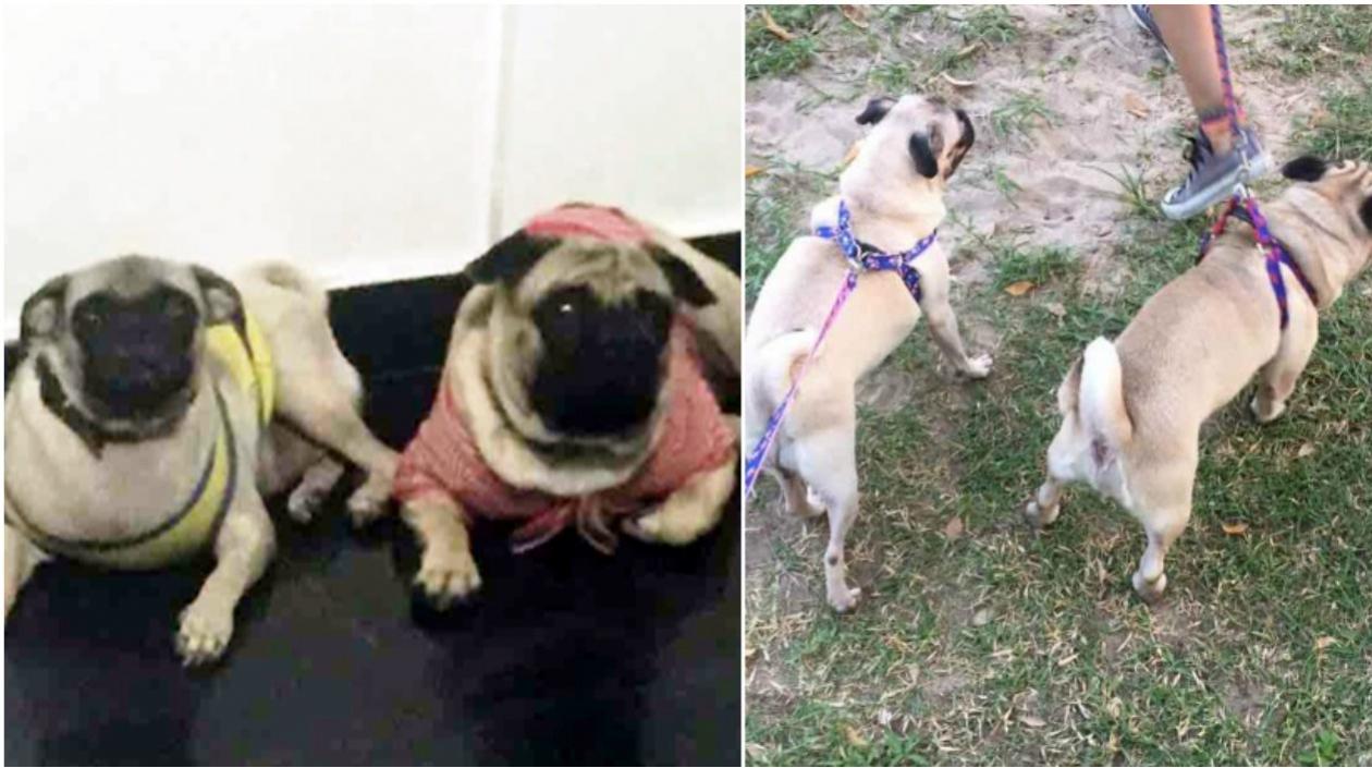 Estos son 'Itham y Tacha', los dos pugs perdidos en el barrio La Cumbre.