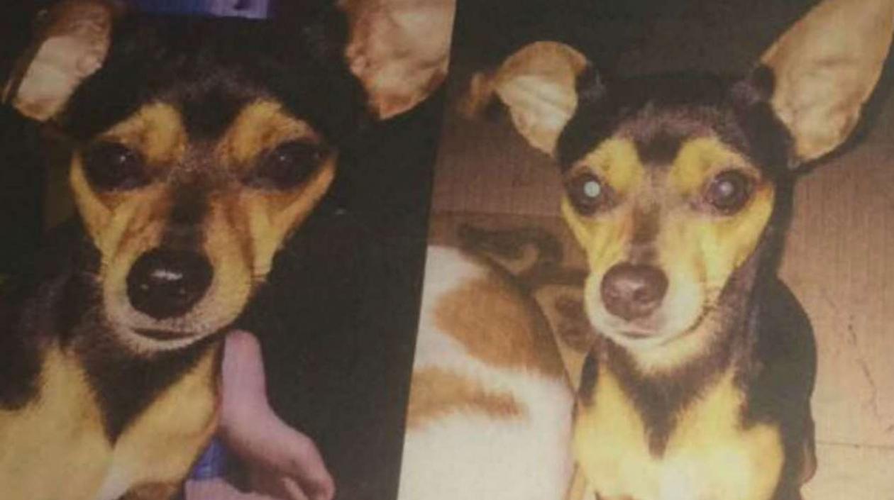 Este es 'Mateo', el perrito perdido en el barrio Los Andes.