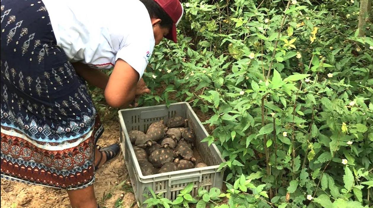 Liberación de las especies.