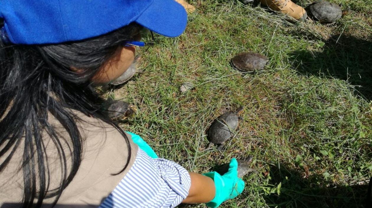 Tortugas que fueron rescatadas del tráfico de fauna hoy