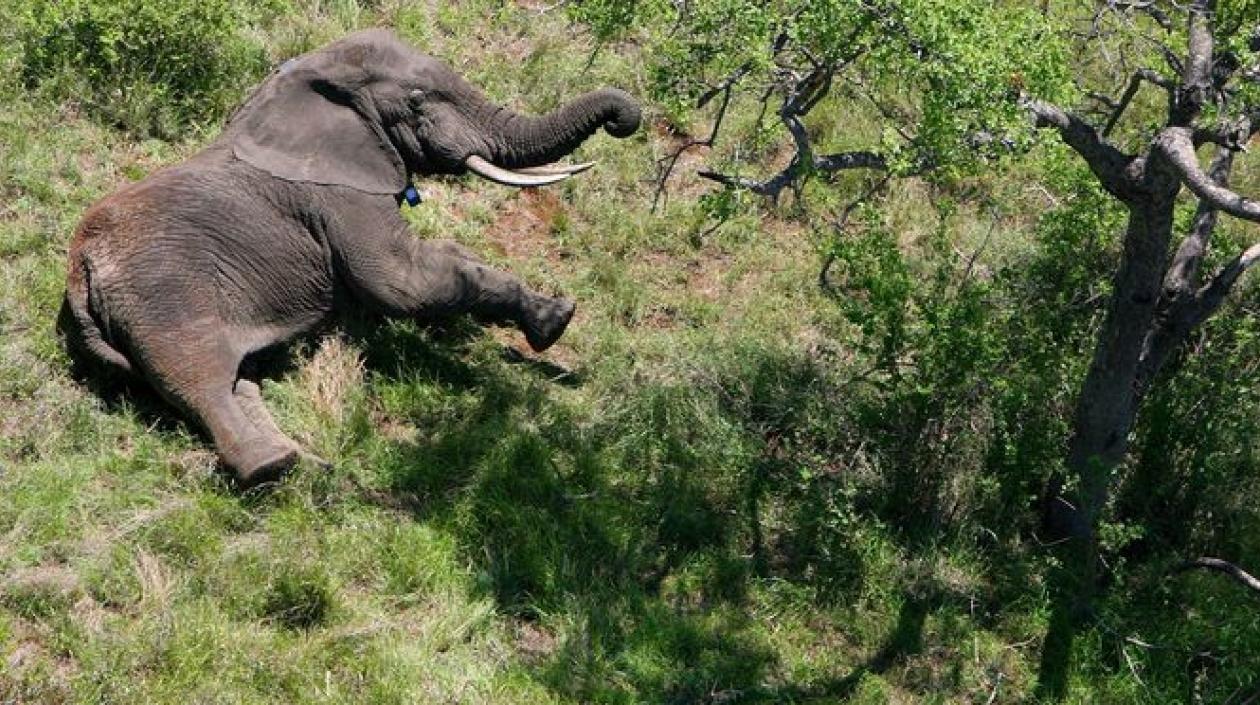 Elefante del parque Nacional de Kruger, en Mozambique. 
