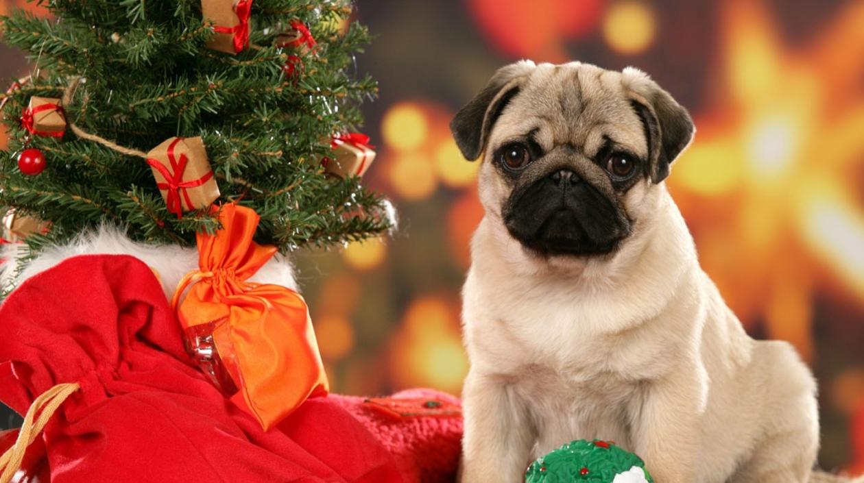 Para calmar a sus mascotas.