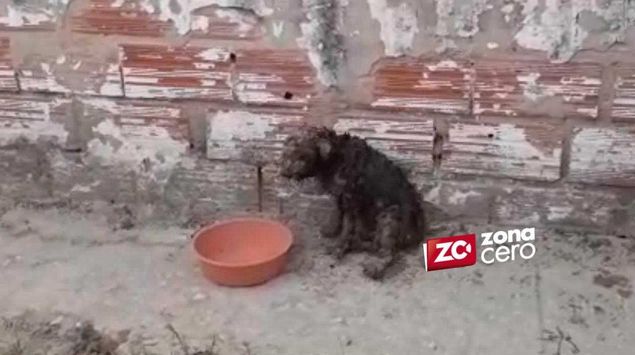 El perro resultó quemado en todo su cuerpo.