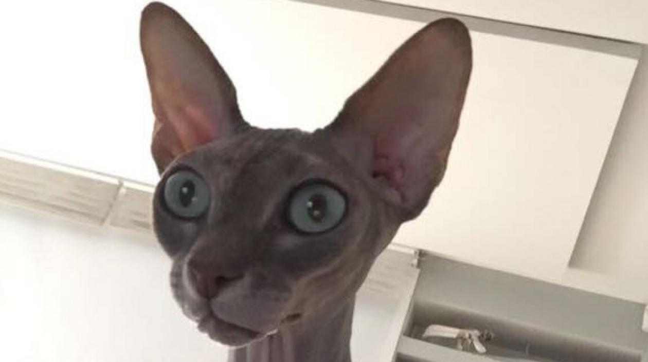 'Izel' gata perdida.