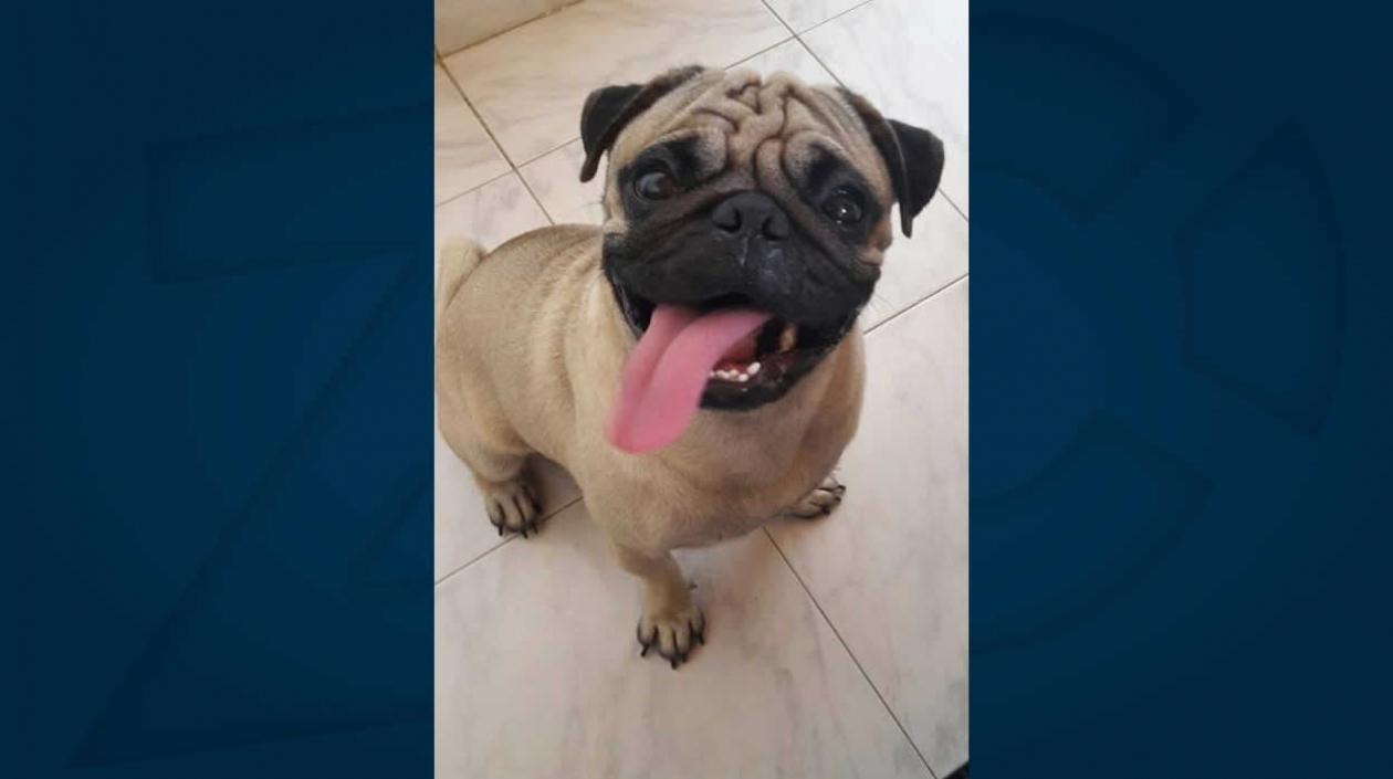 'Rocky' perrito perdido.