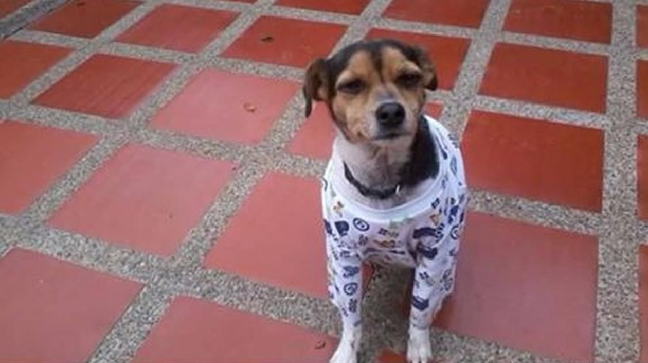 'Juana' perrita perdida.