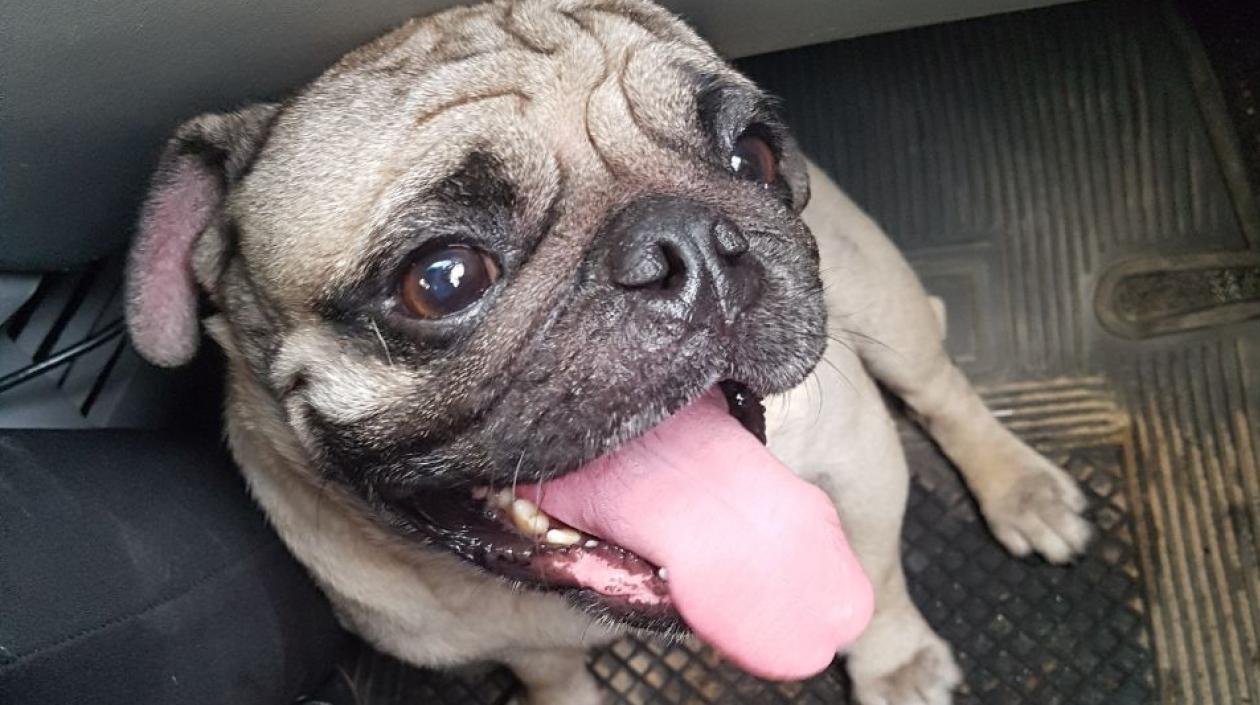 'Rocky' , el pug que regresó a su hogar.