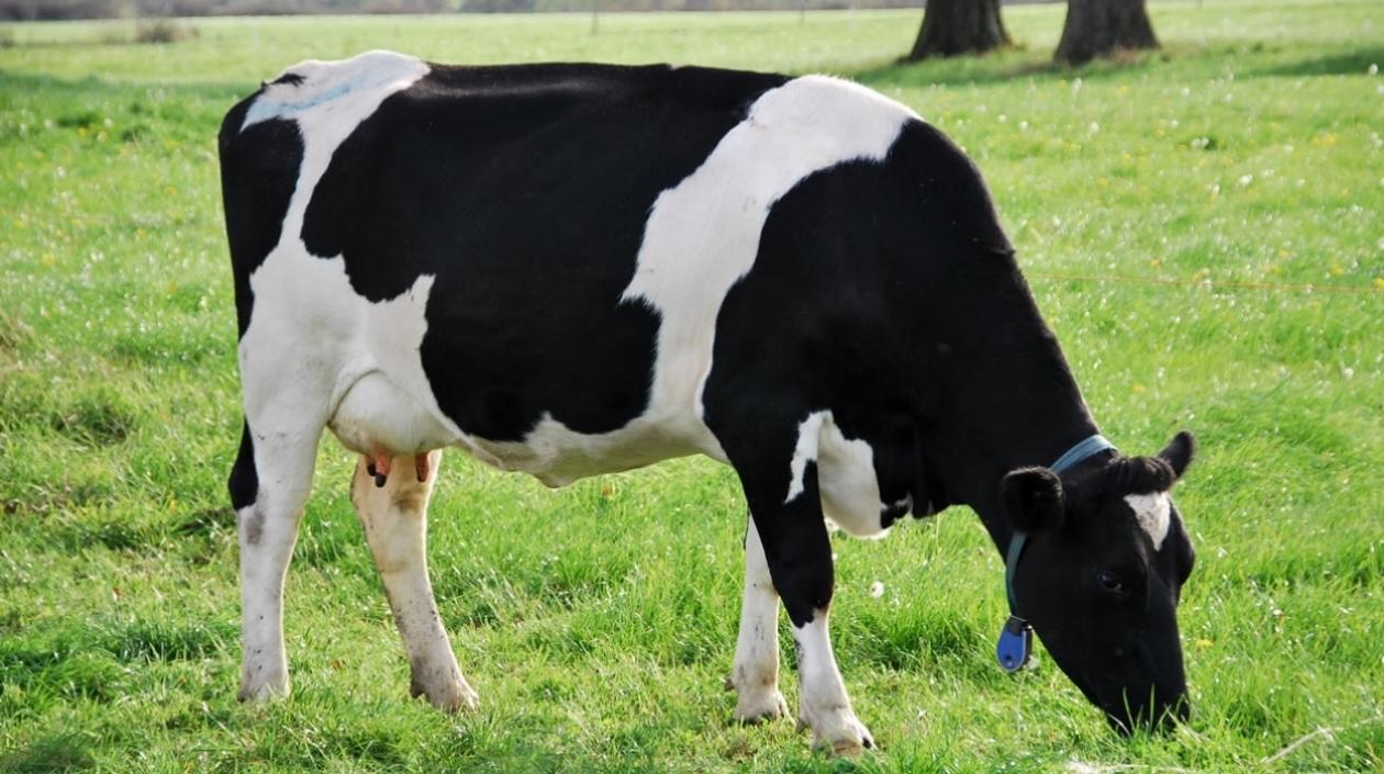 En el estudio, los niños fueron alimentados con la leche durante dos meses.