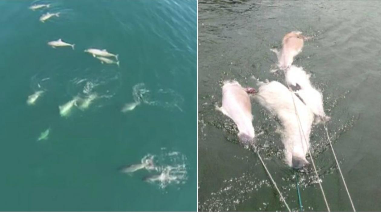 Ecologistas alertaron sobre más muertes.