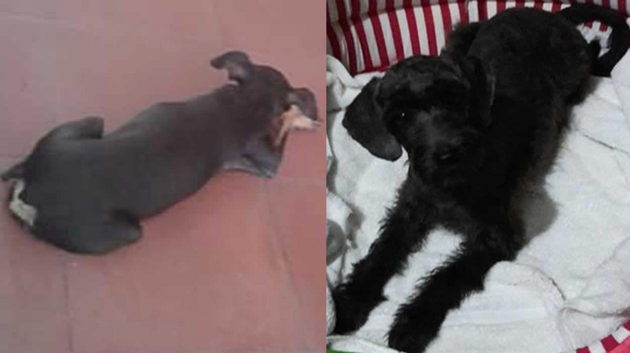 'Muñeca' y 'Luna' perritas extraviadas.