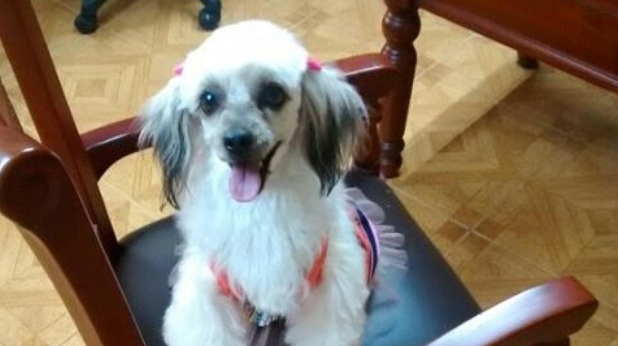 'Minie' perrita extraviada.