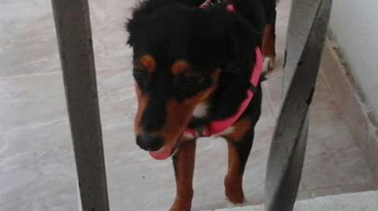 La perrita Sascha perdida en 'Caracolí'.