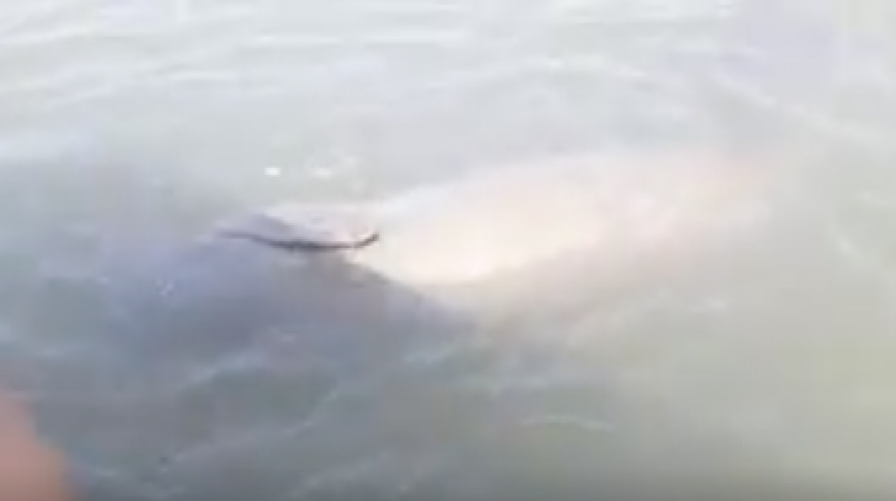 Manatí en el río Magdalena.