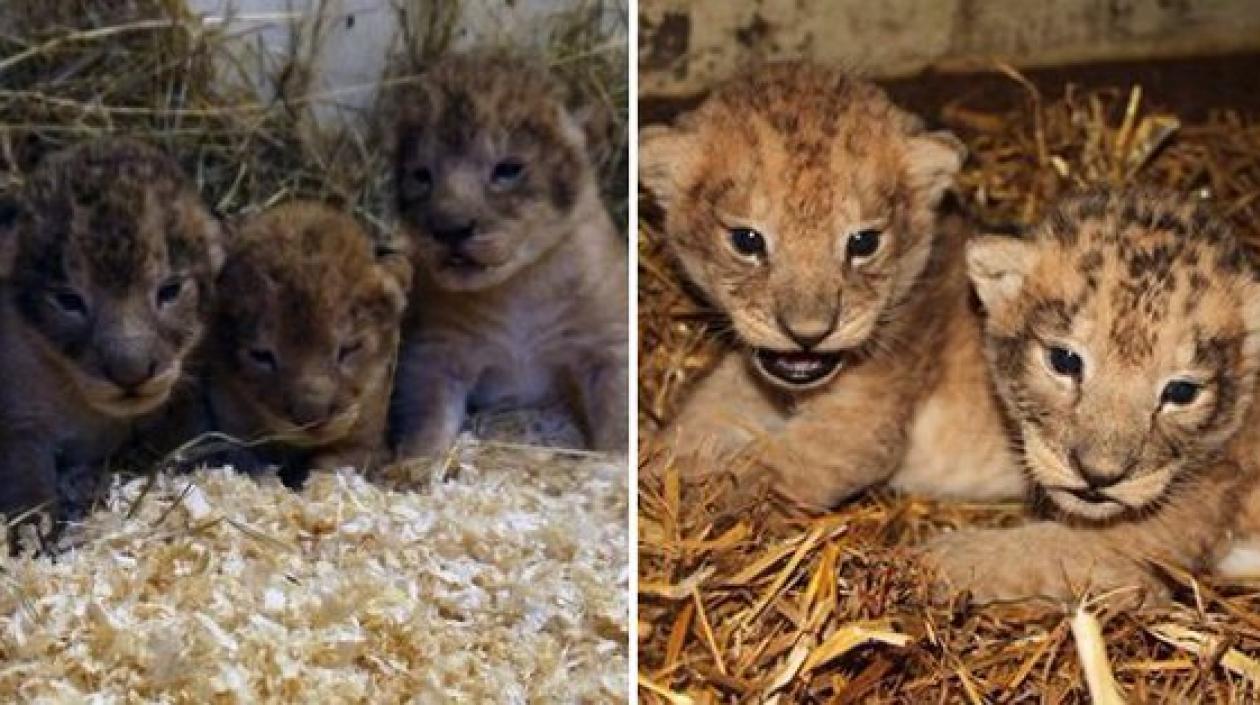 La noticia ha causado revuelo en medios escandinavos.
