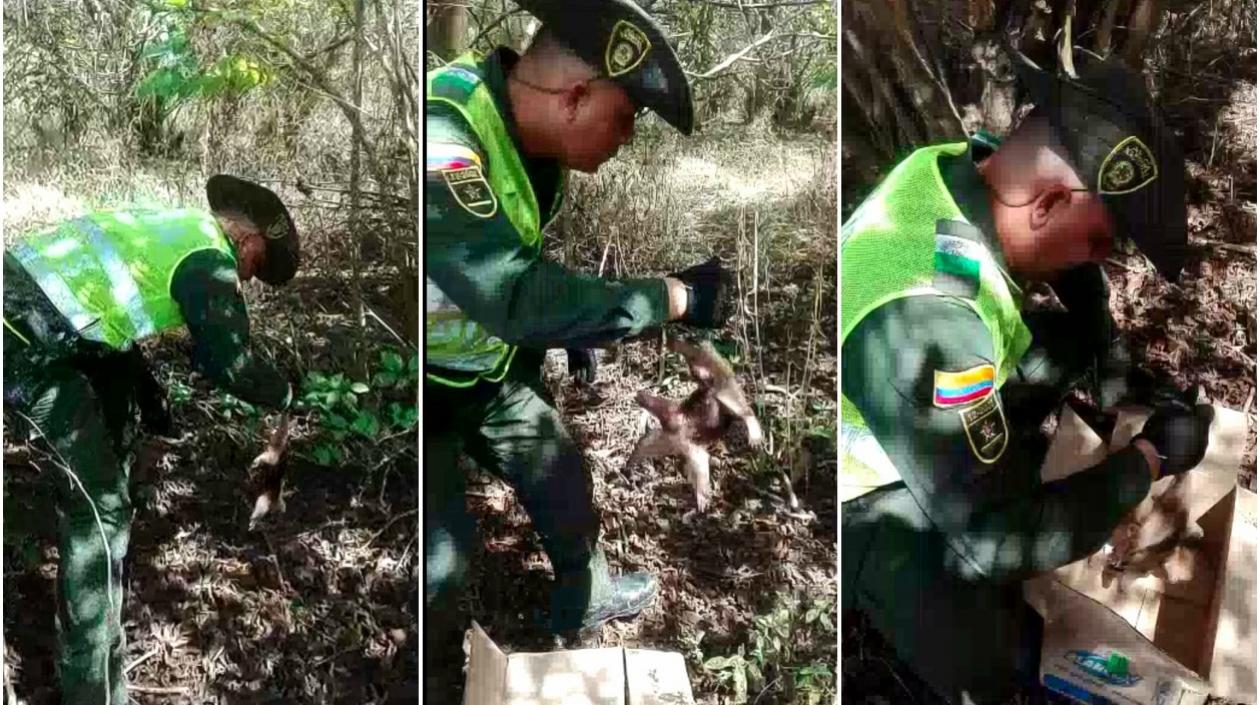 Fue liberado en la trocha los Cocos.