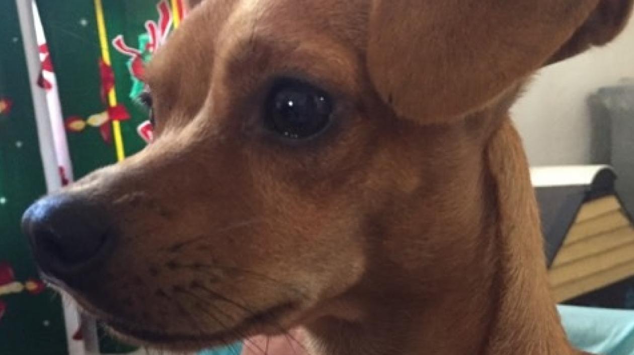 'Coby' perrito perdido.