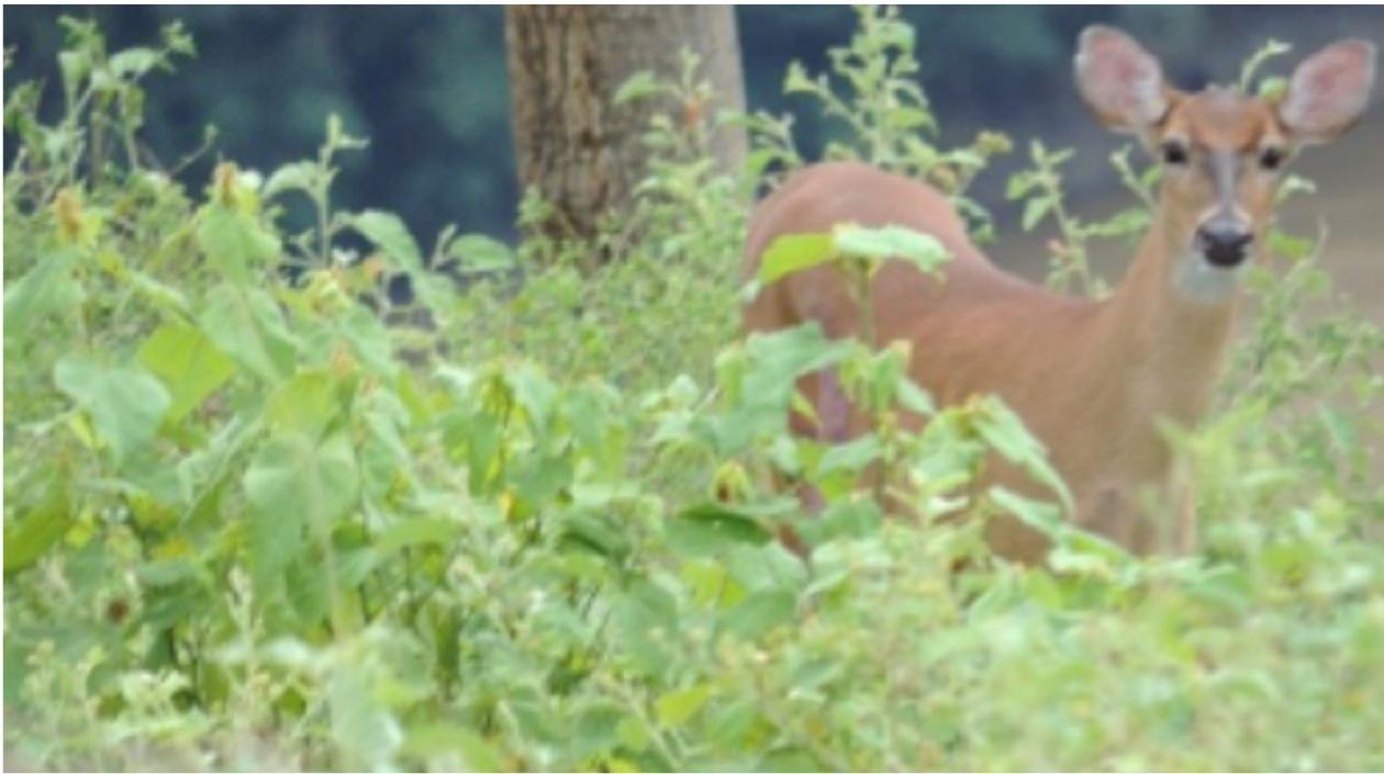 El proceso desde el rescate a la liberación de los venados duró siete meses.