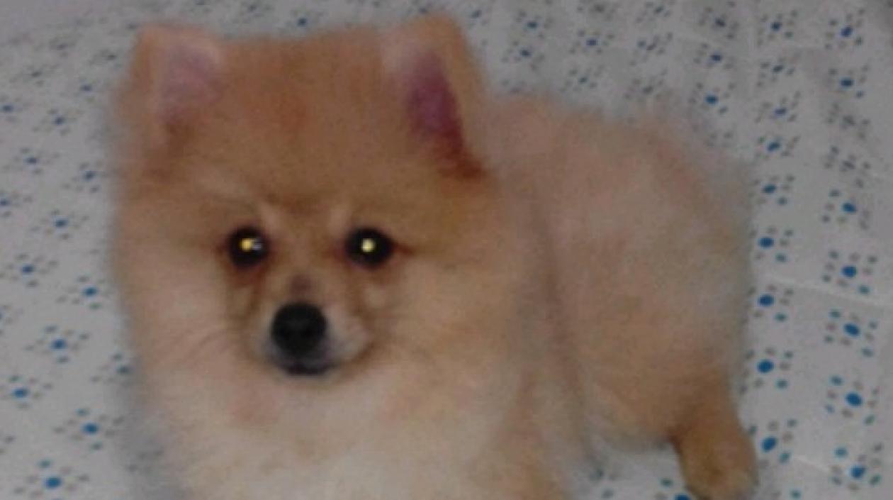 'Akila' se perdió ayer en el barrio Limoncito, en el norte de Barranquilla.