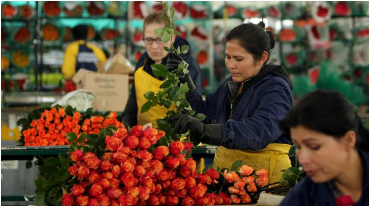  Colombia exportará 35.000 toneladas de flores a Estados Unidos.