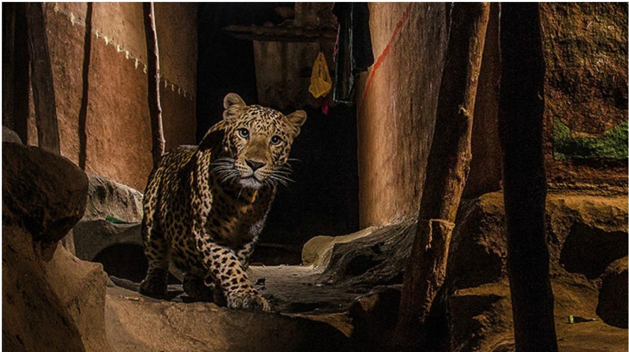 El movimiento de los animales es fundamental para el funcionamiento de los ecosistemas.