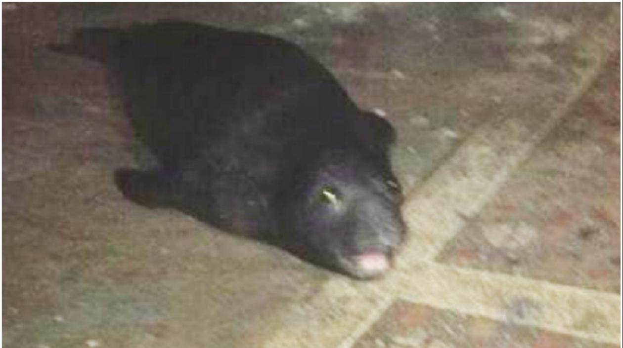 Un león marino apareció en las playas Piangüita, cerca del casco urbano de Buenaventura.