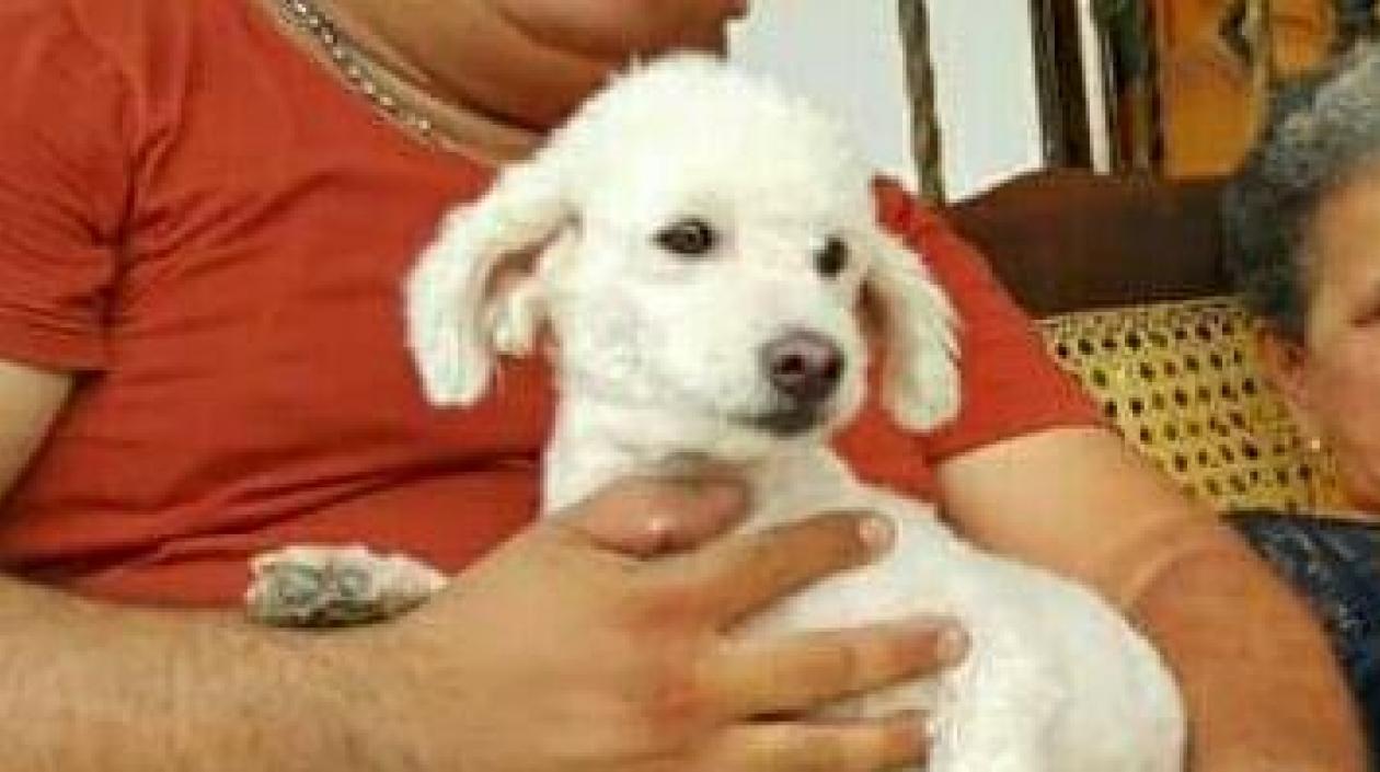 'Fito' perrito perdido.