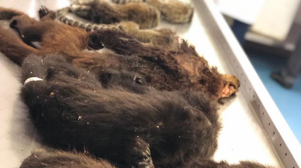 Los han asesinado con palizas y veneno.