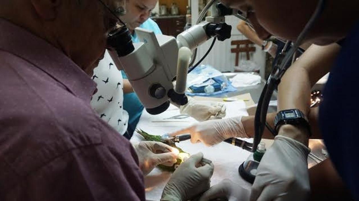 Personal veterinario del Zoológico de Barranquilla en el procedimiento.