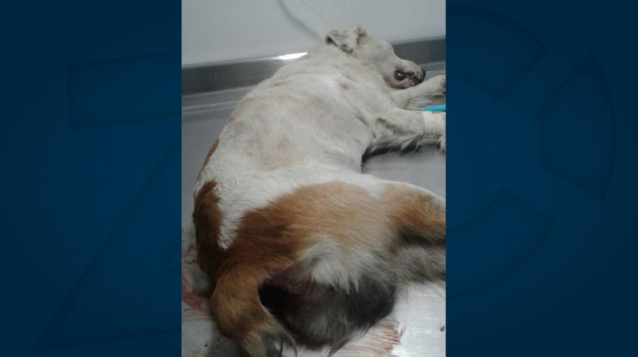 'Steve' necesita ayuda.