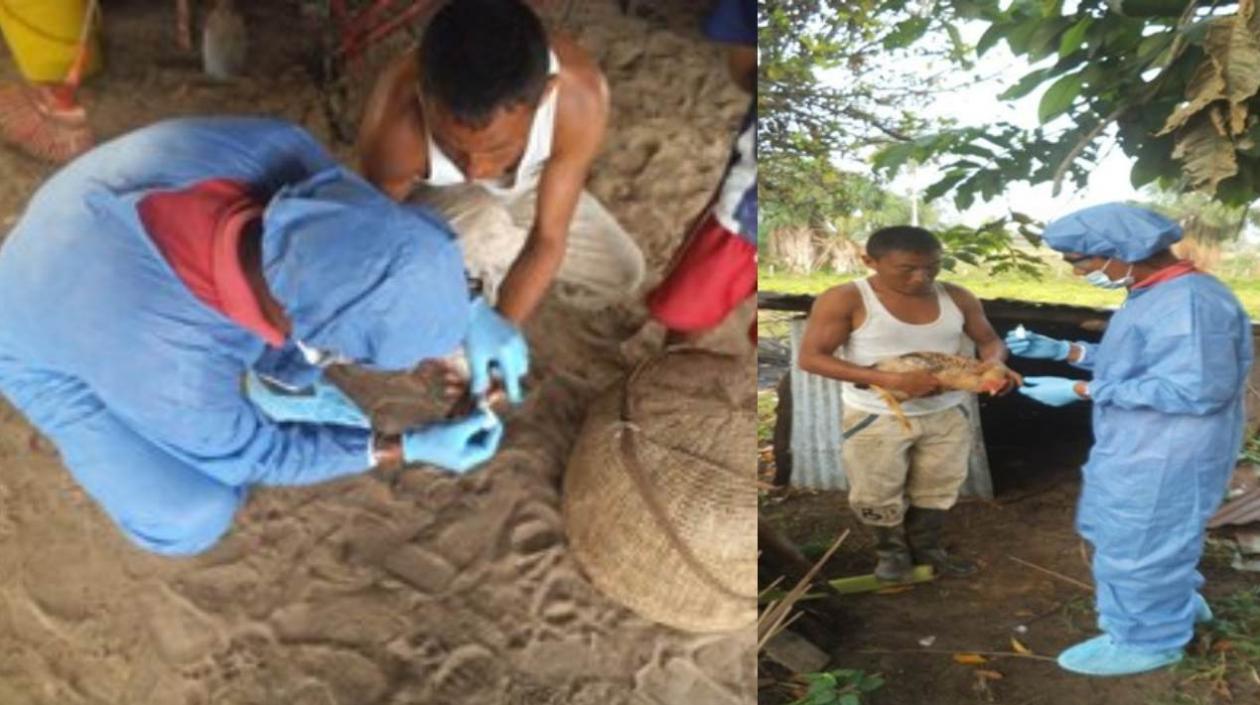 La enfermedad de Newcastle "no se considera una zoonosis y tampoco se transmite al ser humano. 