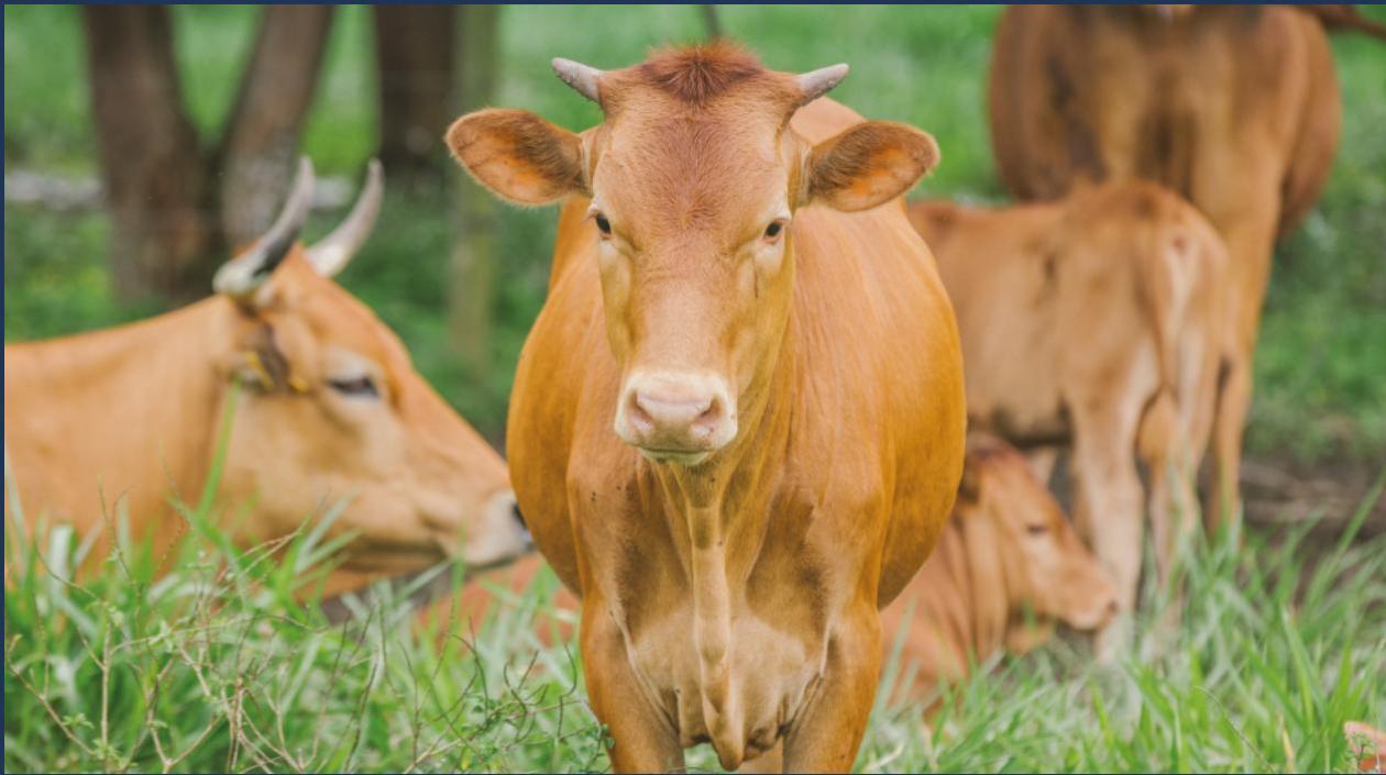 Un brote se presentó hace dos semanas en Sogamoso, Boyacá.