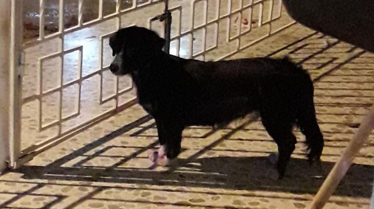 'Lucero' perrita perdida.