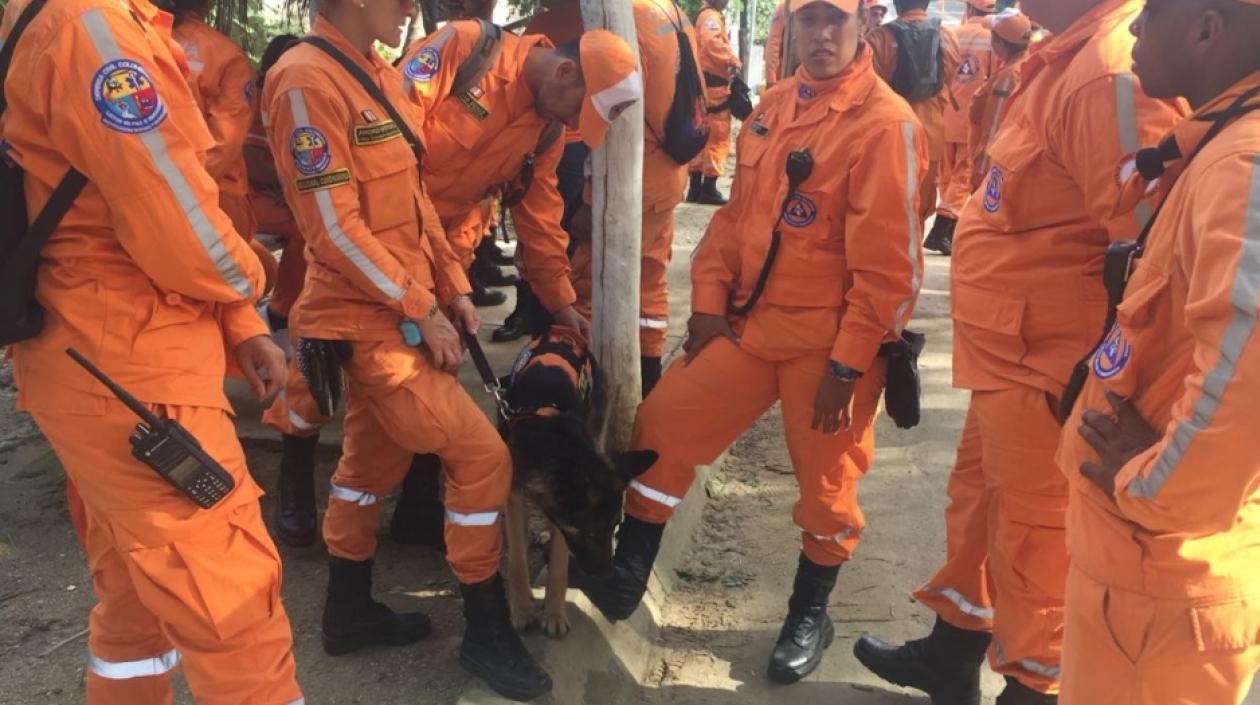 Uno de los perros que ayuda en la búsqueda. 