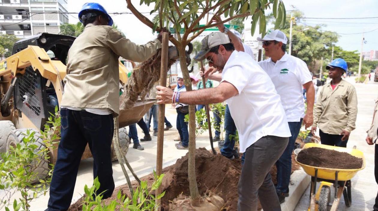 El Alcalde Alejandro Char, durante la siembra de árboles este miércoles.