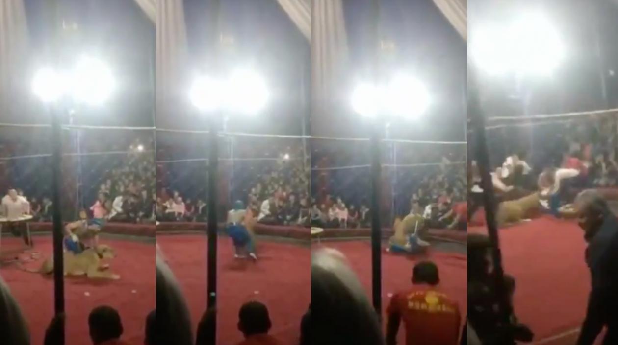 Momentos del ataque de la leona a la niña. 