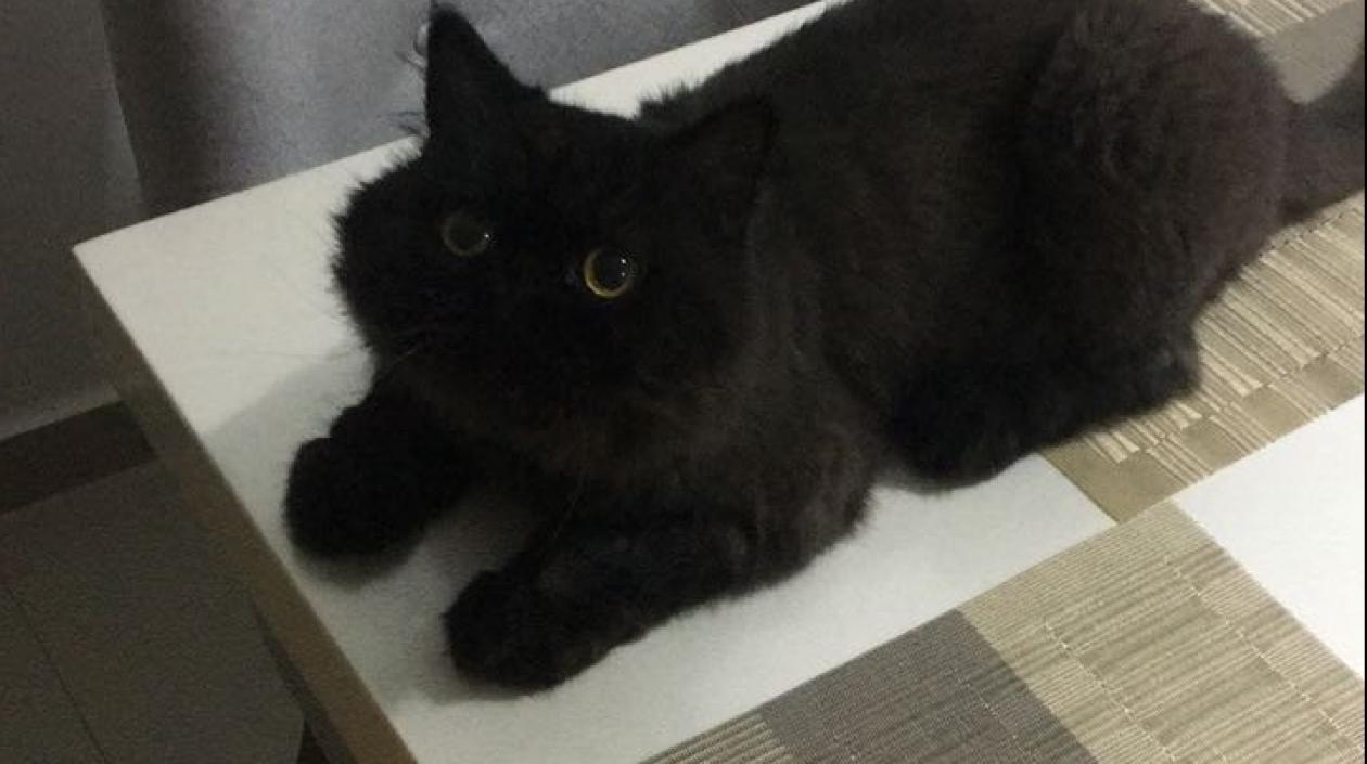 'Georgio' gato perdido.