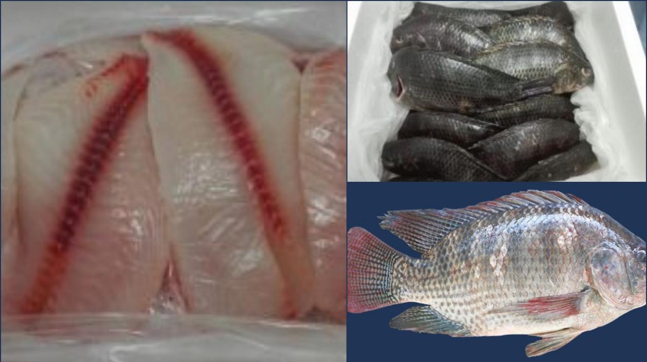  La tilapia se convierte así en el primer producto no tradicional de la canasta agroexportadora de Colombia que llega a Islandia.