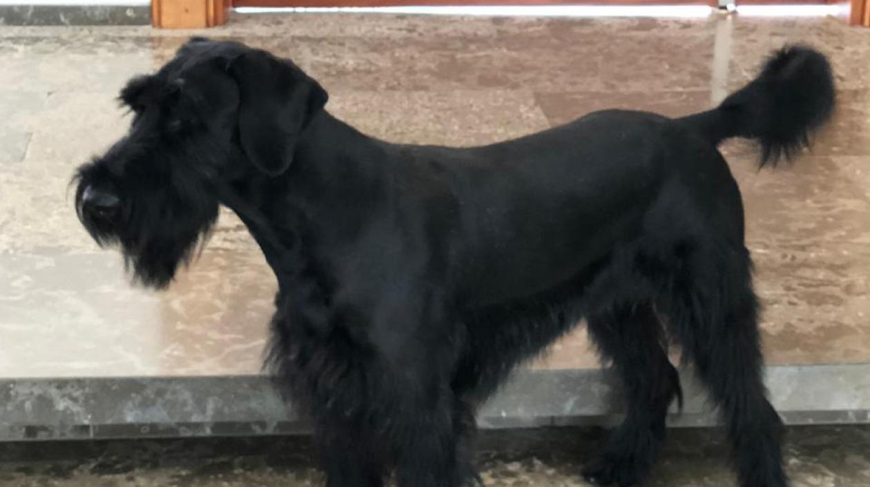 'César', un big schnauzer, se perdió el Lagos de Caujaral.