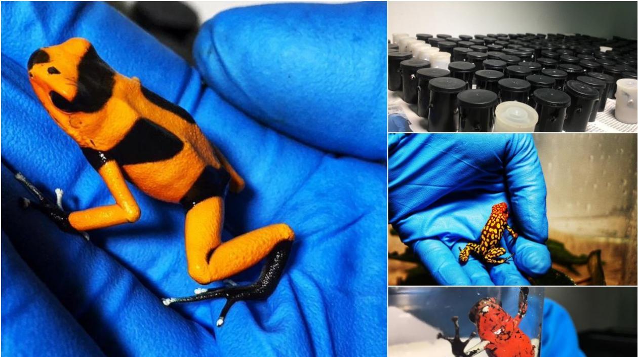  Autoridades incautaron en el aeropuerto El Dorado 216 anfibios que iban rumbo a Europa .