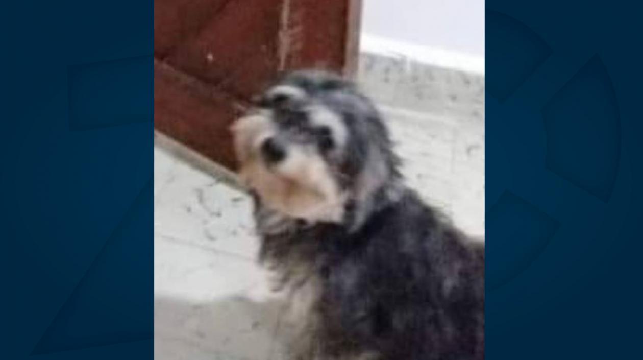 'Annie' perrita perdida.