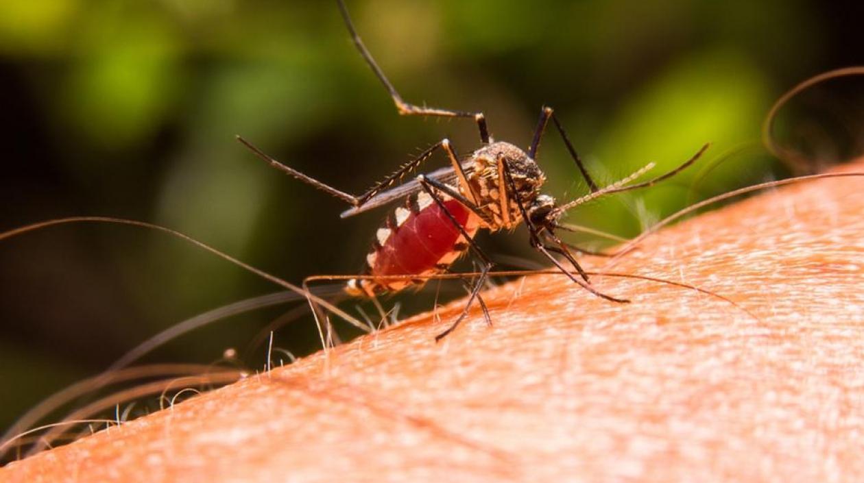  El continente más castigado con la malaria fue una vez más África.