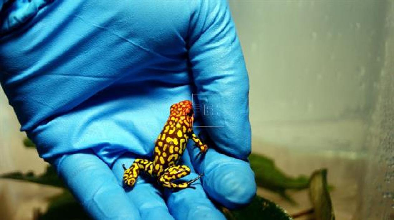 La investigación se centró en ensayos de tipos microbiológicos y químicos, a partir de los cuales docentes pudieron hallar los componentes moleculares del veneno de las especies.